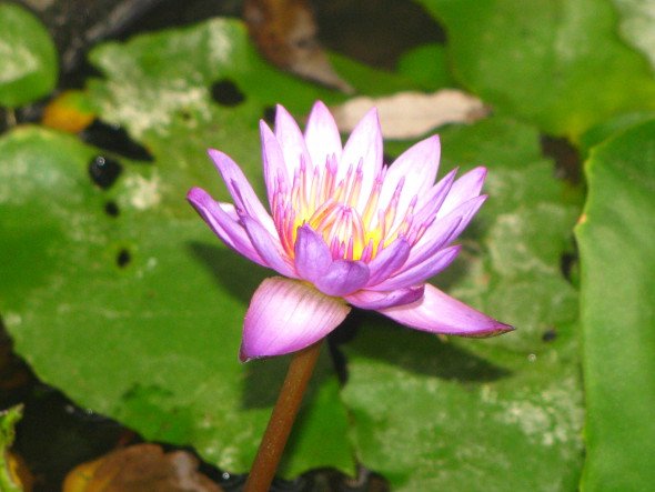 Blue Water Lily