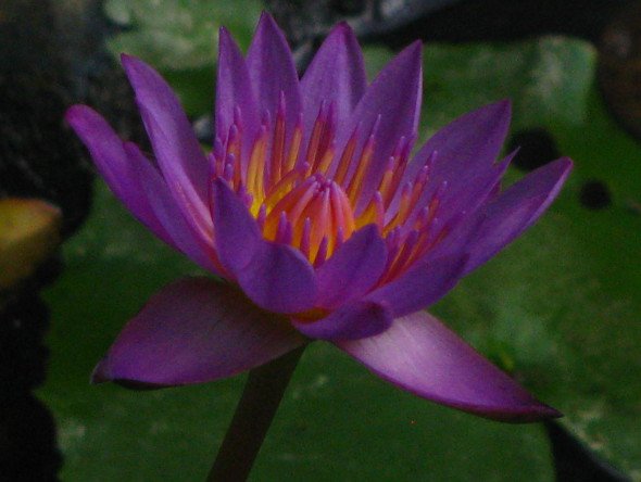 Blue Lotus of India