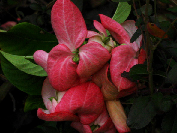 Mussaenda Pale Pink Bloom