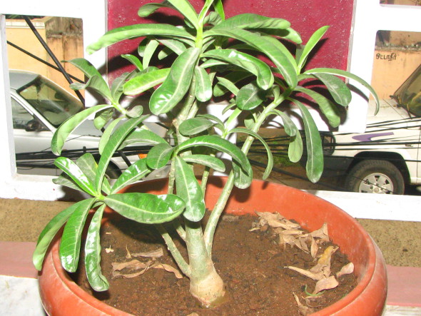 My own Adenium Plant