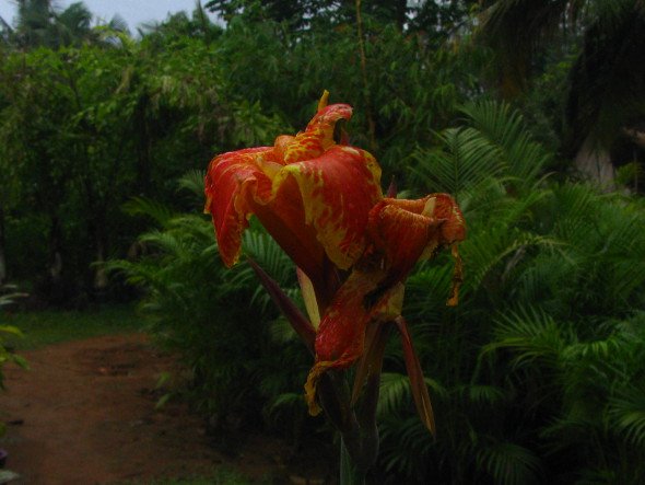 Canna Flower