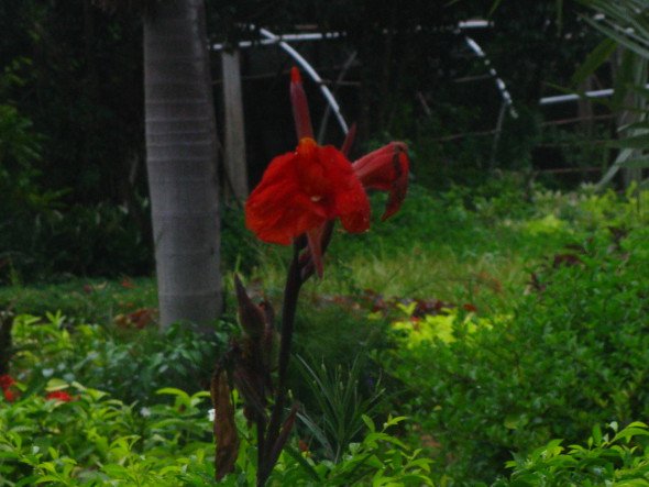 Red Canna