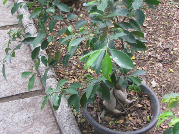 Bonsai Tree - Semmozhi Poonga, Chennai, India