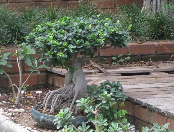 Bonzai Tree from Semmozhi Poonga, Chennai, India.