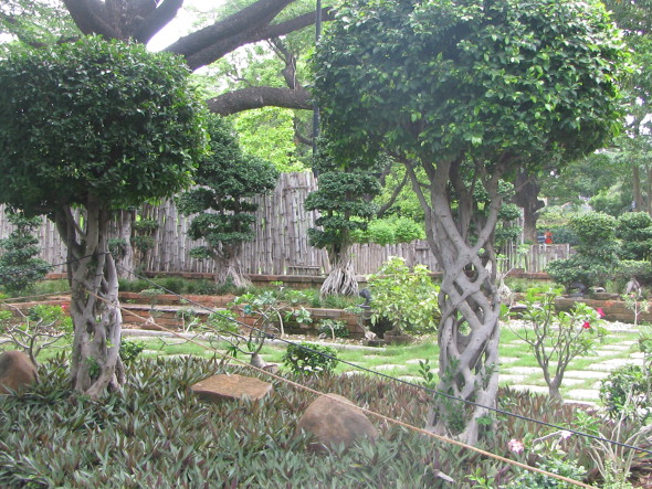 Ficus Spiral Stem Tree