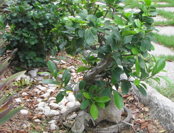Bonsai Tree - Semmozhi Poonga