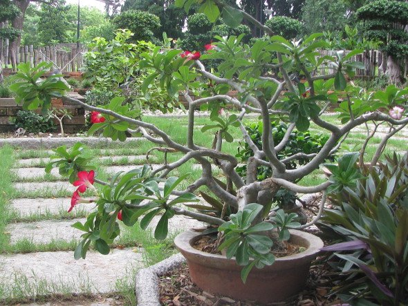 Adenium Bonsai with Red Flowers from Semmozhi Poonga 