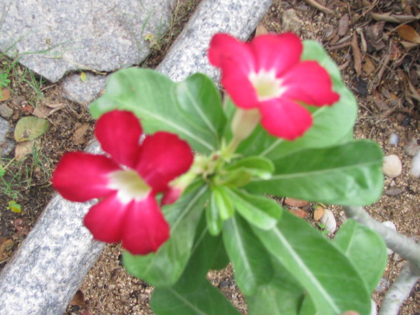 Adenium Red Flowers