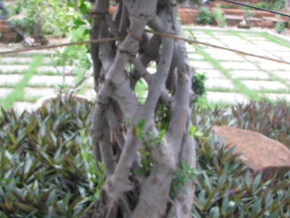 Ficus with Spiral Stem