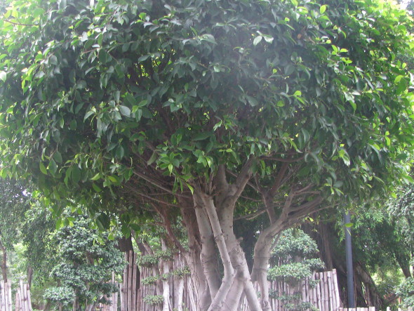 Green Top of Ficus Spiral
