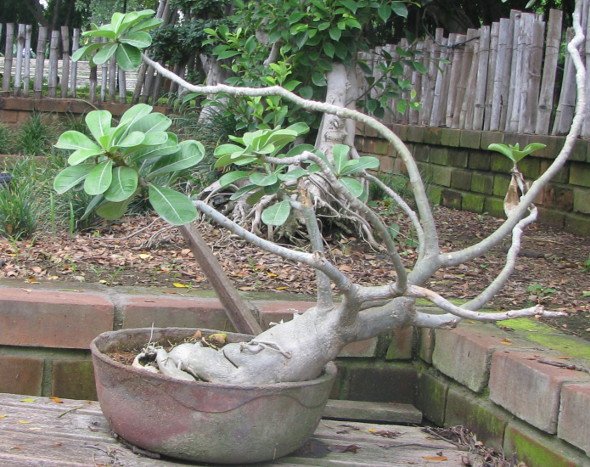 Adenium Bonsai -Semmozhi Poonga, Chennai India