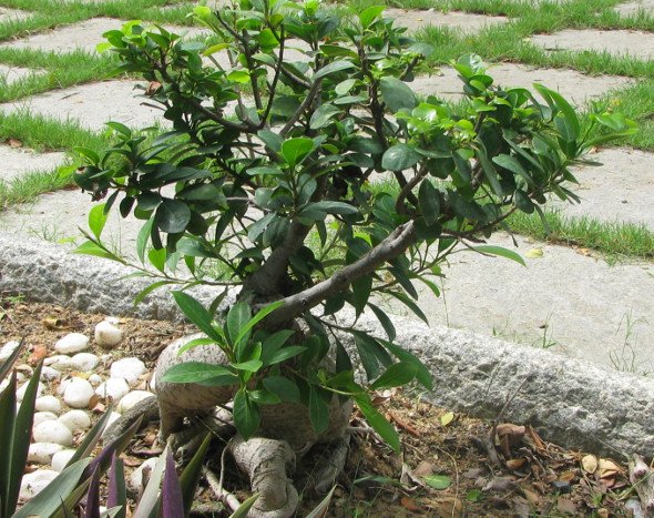 Bonsai Miniature Tree from Semmozhi Poonga, Chennai, India