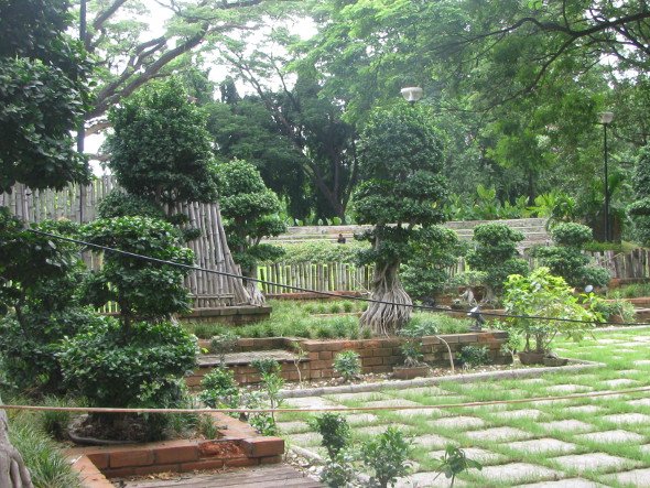 A view of Bonsai  