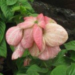 Mussaenda Bloom