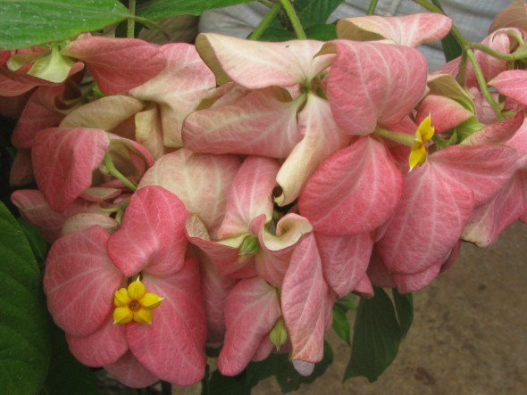 Mussaenda Pale Pink Bloom