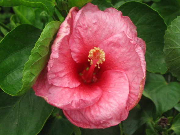 Hibiscus Pink