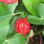 Anthurium Red