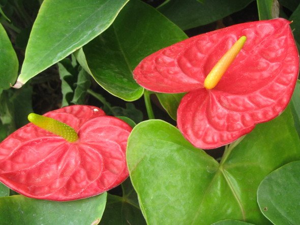 Red Anthuriums