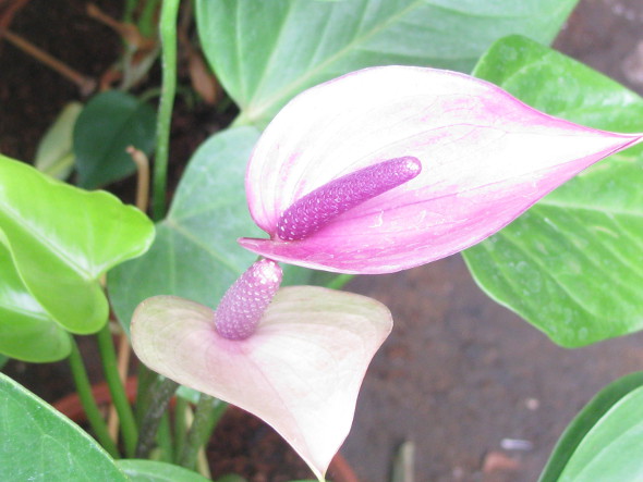 Lilac Anthuriums
