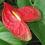 Large Anthurium Red