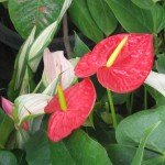 Anthurium Red