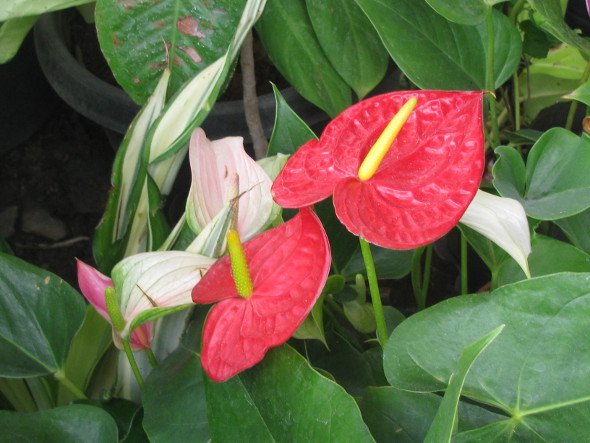 Anthurium Red