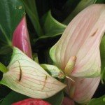 Anthurium
