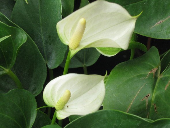 Anthurium White