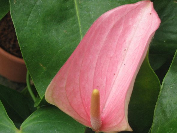 Anthurium Pink