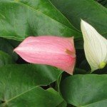 Anthurium Pink