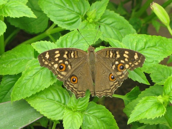 Butterfly on a Torenia Plant