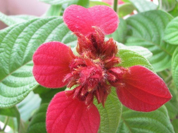 Mussaenda 'Red Flag Bush'