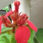 Mussaenda Bud