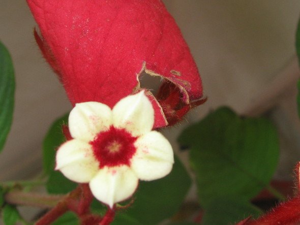 Mussaenda Flower