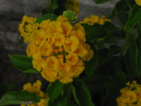 Yellow or Gold Lantana 