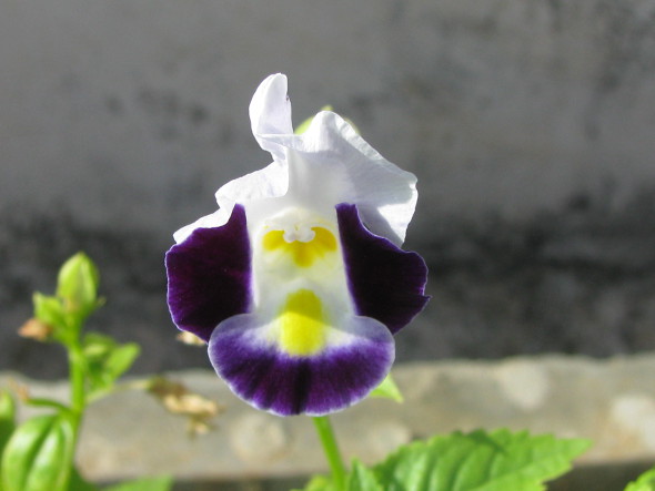 Torenia Flower - Purple