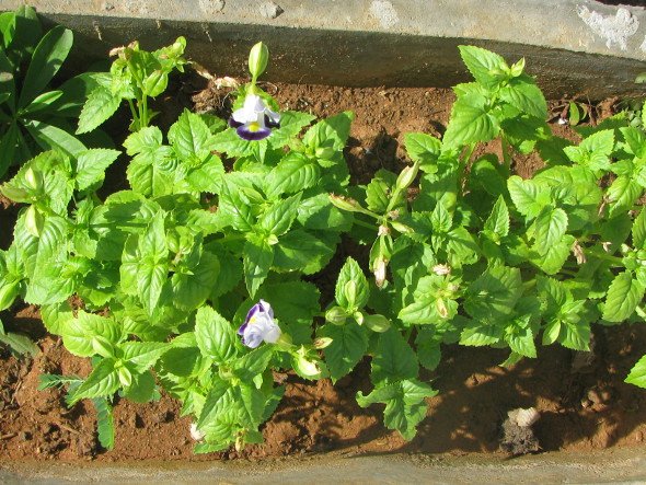 Torenia Plant with Flowers