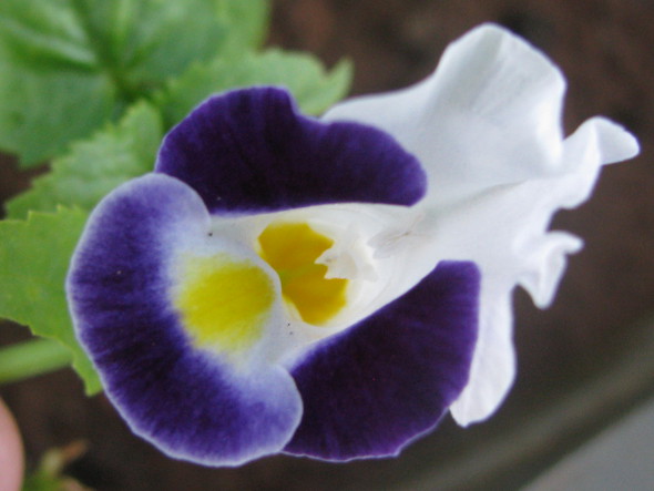 Torenia Flower