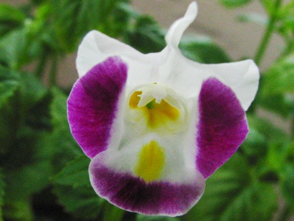 Torenia Flower - Pink