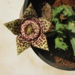 Orbea variegata flower