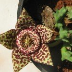 Orbea variegata flower