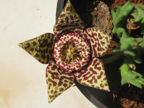 Star Flower - Orbea variegata