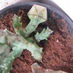 Toad Cactus Bud