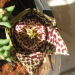 Orbea variegata flower
