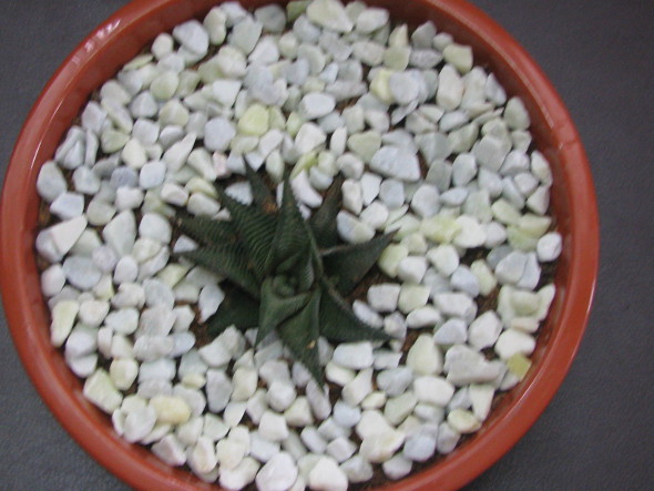 Haworthia limifolia plant in a pot