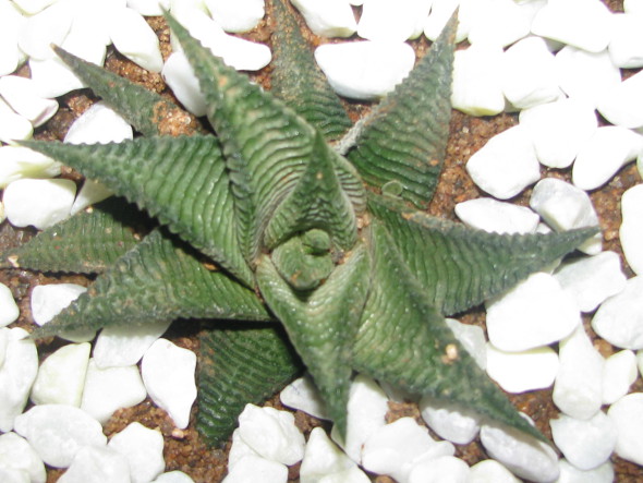 Haworthia Plant