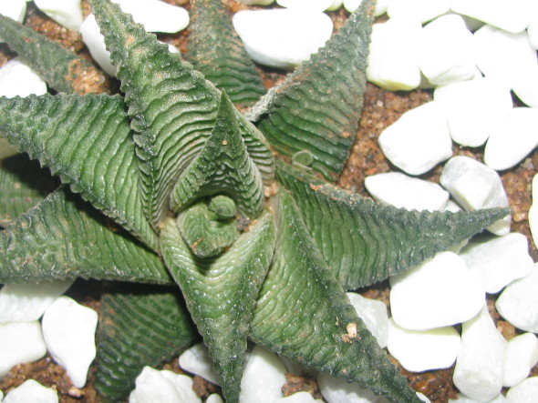 Haworthia limifolia Plant - a close up view