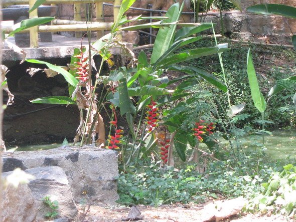 Heliconia rostrata Plants