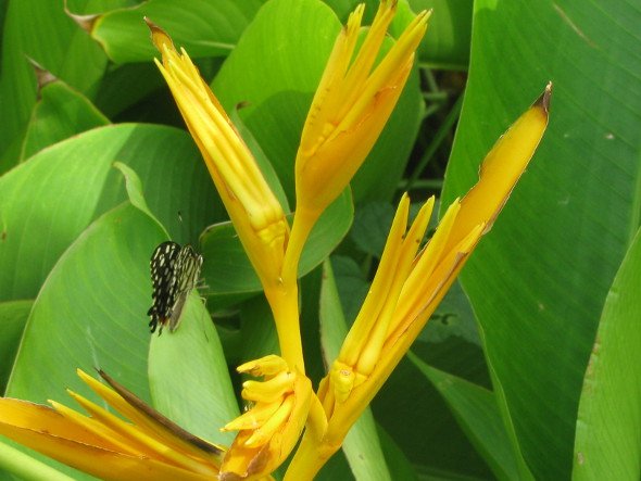 Heliconia Golden Torch