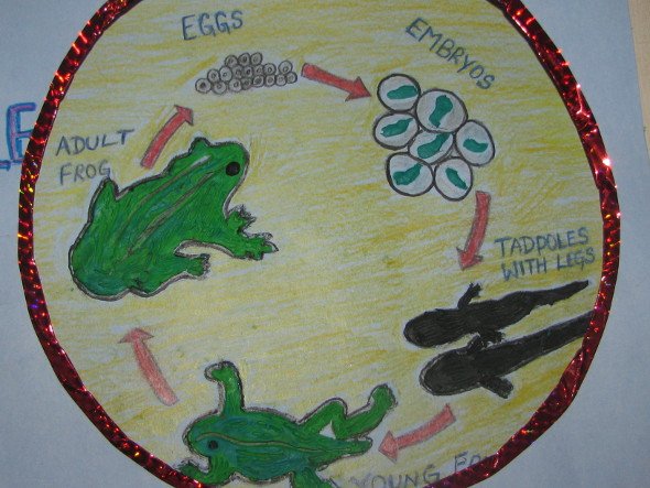 Life Cycle of a Frog